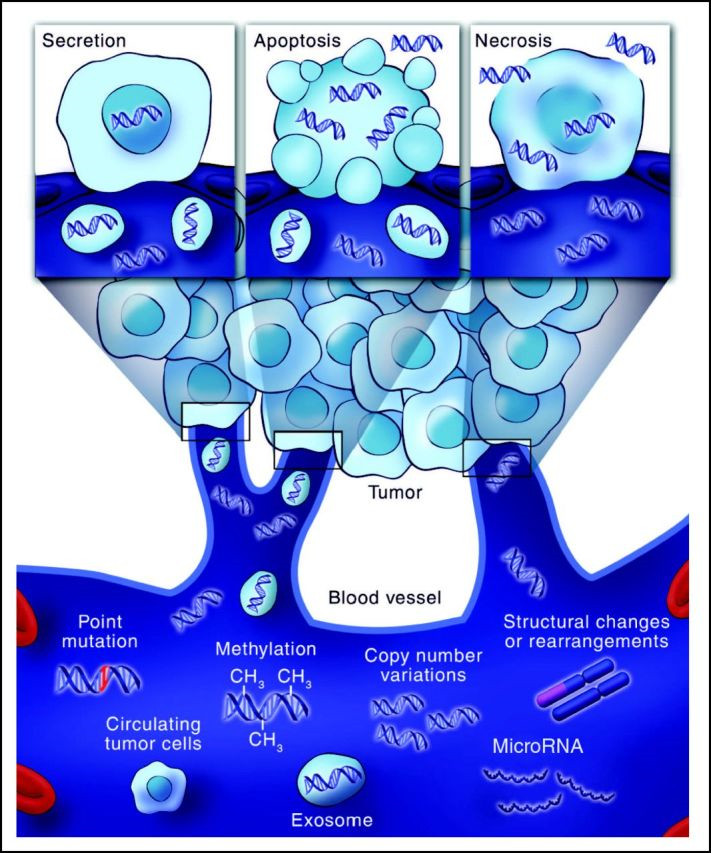 Circulating tumor DNA (ctDNA) detection